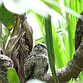 Papuan Frogmoth family near the nest<br />Canon EOS 7D + EF400 F5.6L